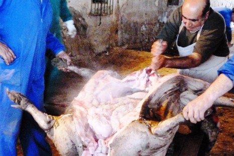 La Casa de Extremadura en Sevilla celebrará su tradicional Matanza Extremeña en Fuente de Cantos